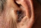 DID YOU KNOW that if hair grows on your ears, it’s because your body is…. Read more