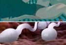 🛑 Studies reveal that swallowing your partner’s semen… Read More